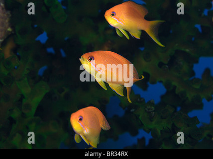 Trio d'Scalefin anthias (Pseudanthias squamipinnis), Fidji Banque D'Images