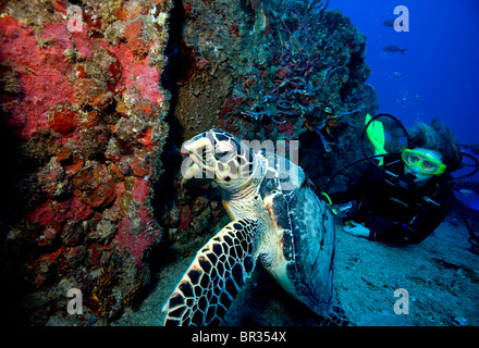 Scuba Diver se réunit, la tortue imbriquée (Eretmochelys imbricata), Key Largo, Floride Banque D'Images