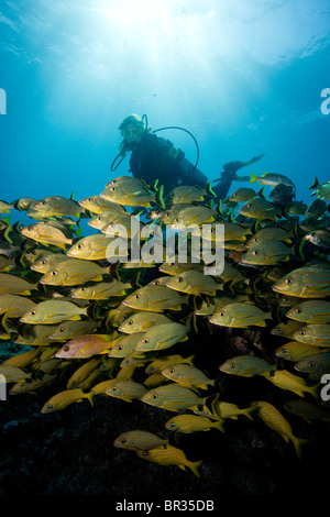 Scuba Diver et la scolarisation Bluestriped grunt (Johnrandallia sciurus), Key Largo, Floride Banque D'Images