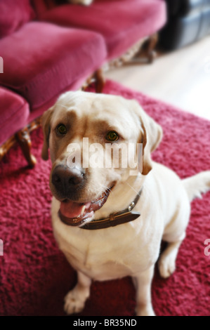 Golden Labrador assis en attente de marche. Banque D'Images