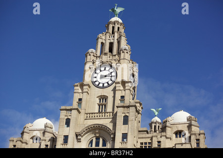 Le Royal Liver Building à Liverpool et de l'horloge et de foie de volaille. Banque D'Images