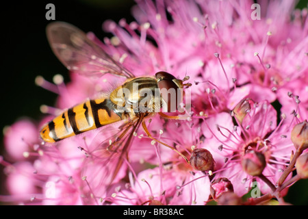 Episyrphus balteatus hoverfly un mâle se nourrissant d'un spiraea fleur. Banque D'Images