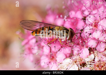 Episyrphus balteatus femelle hoverfly se nourrissant d'un spiraea fleur. Banque D'Images
