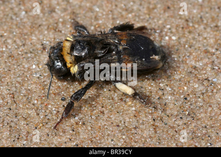 Gaines de Bee sur la plage de New Brighton, le Wirral, UK Banque D'Images