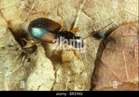 Dendroctone du sol prédateur (Anchomenus dorsalis) adulte prédateur actif du sol de petits invertébrés nuisibles Banque D'Images