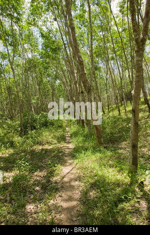 La production de caoutchouc : exploiter les arbres à caoutchouc, latex de collecte et de traitement de caoutchouc brut. Chemin dans la forêt en caoutchouc. Banque D'Images