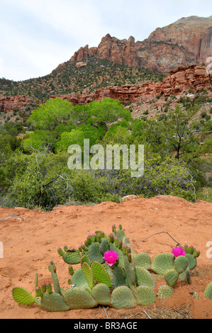 En fleur de cactus Canyon Junction Mount Zion National Park Utah Banque D'Images