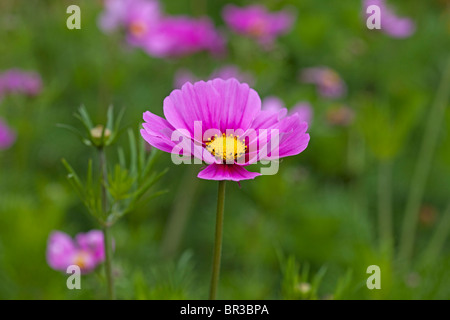 Cosmos rose vif Banque D'Images