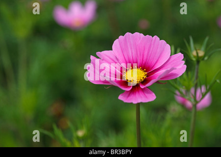 Asteraceae Cosmos Banque D'Images