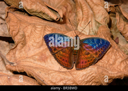 Butterfly (Bebearia tentyris : Pieridae) en forêt tropicale, Ghana Banque D'Images