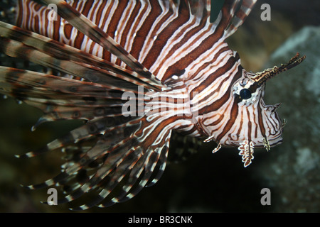 Close-up de tête d'un poisson-papillon rouge Pterois volitans Banque D'Images