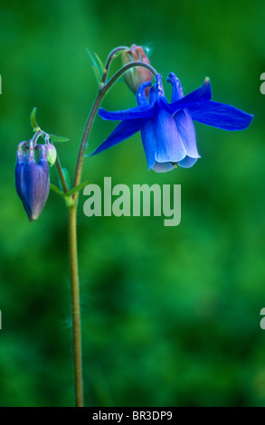 L'ancolie, Aquilegia vulgaris, Picos de Europa, l'Espagne Banque D'Images