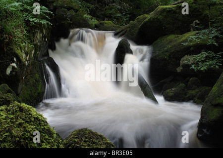 Chute d'Afon Clywedog Torrent forestiers à pied près de Brithdir Galles Dolgellau Banque D'Images