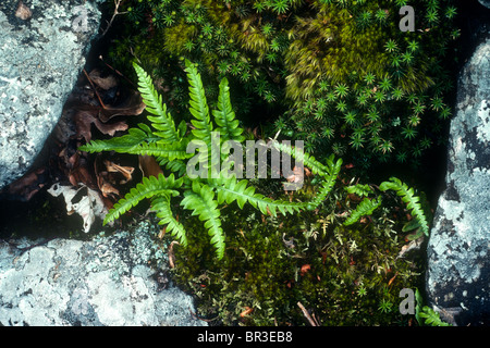 Polypodium vulgare. Le polypode commun avec les jeunes frondes, Arthog, Gwynedd, Pays de Galles Banque D'Images