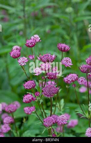 De délicates fleurs Astrantia 'Hadspen Blood' Banque D'Images