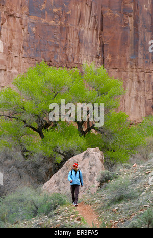 Une femme en randonnée dans Kane Creek, Utah. Banque D'Images