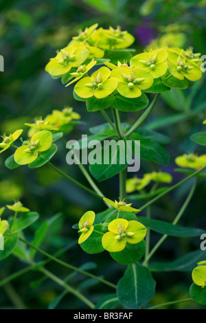 Euphorbia Pasteurii Banque D'Images