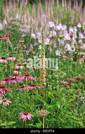 Frontière jardin mixte au milieu de l'été, Yorkshire, Angleterre Banque D'Images