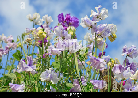 Lathyrus odoratus, Pois de 'Blue Ripple' contre le bleu de ciel d'été Banque D'Images