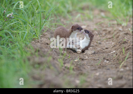 Hermine (Mustela erminea) jouer les combats. Banque D'Images