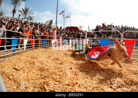 La race porcine à la juste Banque D'Images