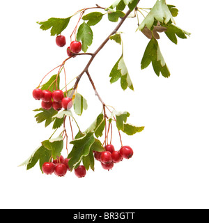 L'aubépine (Crataegus ; thornapple) grappes de baies isolées sur fond blanc Banque D'Images