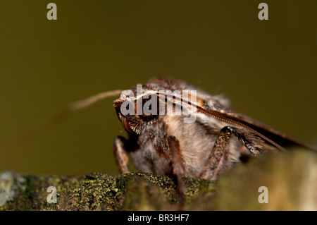 Portrait d'une grande aile jaune sous espèce Banque D'Images