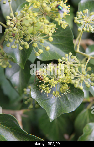 Hoverfly sur fleurs de lierre Banque D'Images