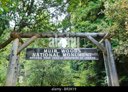 Bois Rouge Forêt de Muir Woods National Monument. Banque D'Images