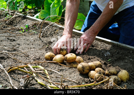 La récolte de pommes de terre nouvelles jardinier masculins de son jardin Banque D'Images