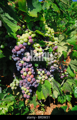 Péninsule De Peljesac, Croatie. La maturation des raisins d'un vignoble dans la région vinicole de Dingac. Banque D'Images