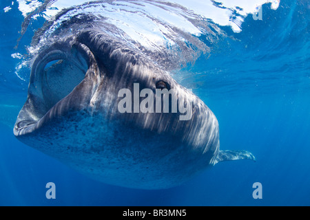 Un requin-baleine d'écumage la surface à la recherche d'un festin planctonique. Banque D'Images