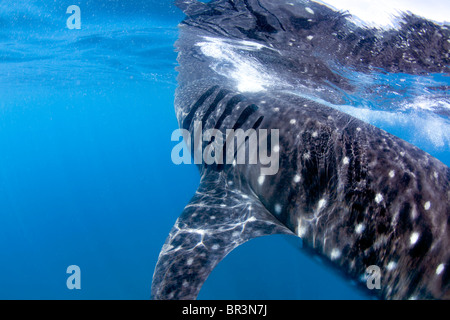 Un requin-baleine d'écumage la surface à la recherche d'un festin planctonique. Banque D'Images