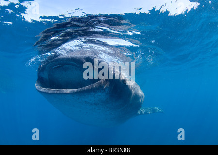 Un requin-baleine d'écumage la surface à la recherche d'un festin planctonique. Banque D'Images