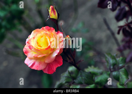 Fleur Banque D'Images