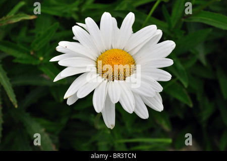 Fleur Banque D'Images