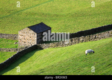 Scène typique de champs dans Swaledale Yorkshire Banque D'Images