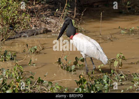 La recherche de nourriture Cigogne Jabiru Banque D'Images