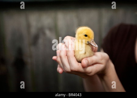 Peu de goose en mains d'une femme Banque D'Images