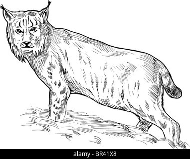 Main esquisse illustration d'un lynx boréal en noir et blanc Banque D'Images