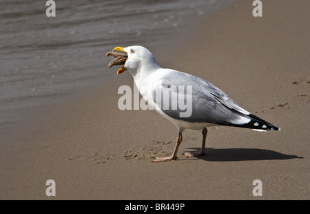 Plage Seagull sur l'étoile de l'alimentation, Sylt, Allemagne Banque D'Images