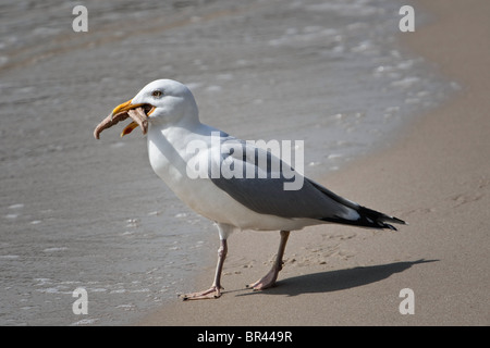 Plage Seagull sur l'étoile de l'alimentation, Sylt, Allemagne Banque D'Images