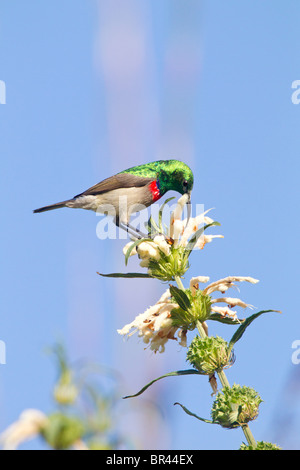 Moindre goéland Sunbird sur Nectar potable Dugga sauvages dans les jardins de Kirstenbosch, Capetown Banque D'Images