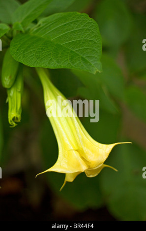 Une seule trompette de l'Ange jaune pâle (fleurs) Brugmansia en fleur Banque D'Images