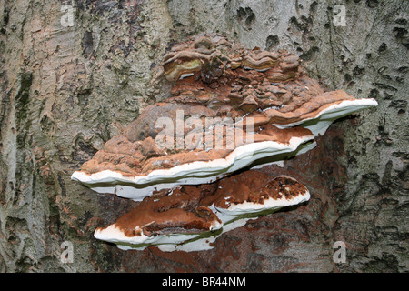 Le support de l'artiste Ganoderma australe pris dans Eastham Country Park, Wirral, Merseyside, Royaume-Uni Banque D'Images