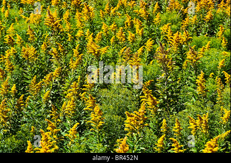 Houghton fleurs. Banque D'Images