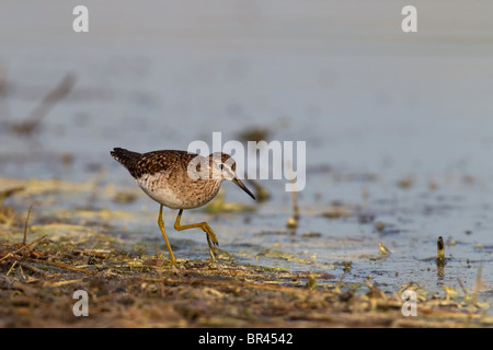 Chevalier guignette Actitis hypoleucos, commune, Lac, Burgenland, Autriche, Europe Banque D'Images