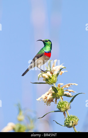 Moindre goéland Sunbird sur Dugga sauvages dans les jardins de Kirstenbosch, Capetown Banque D'Images