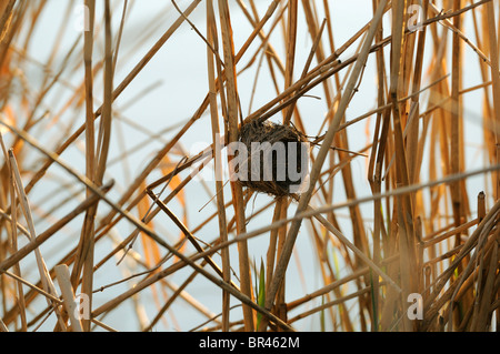 Nid vide d'un Reed Warbler (Acrocephalus scirpaceus) Banque D'Images