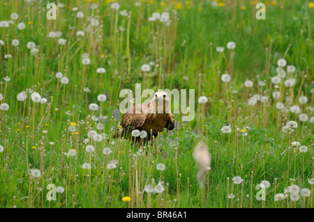 Long-legged Buzzard (Buteo rufinus) dans le pré Banque D'Images